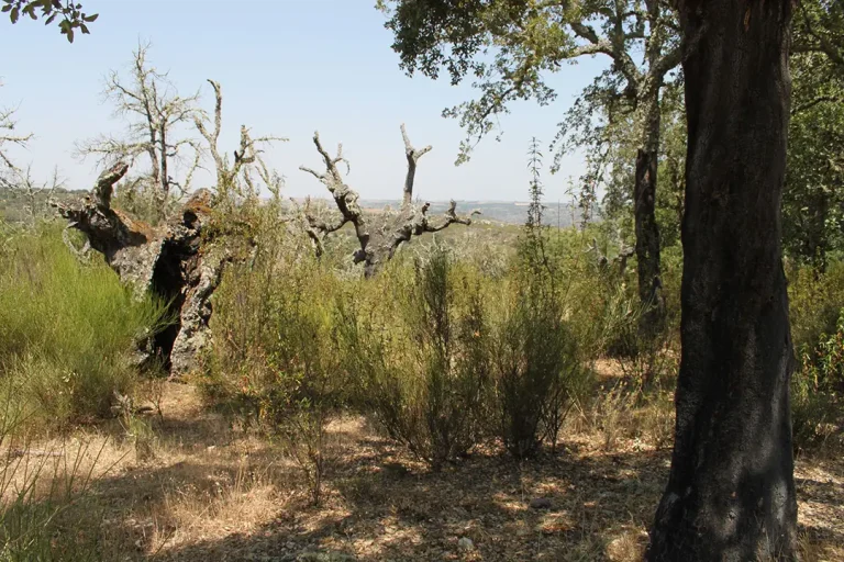 Alcornocal de Valduyán (Fornillos de Fermoselle) - Iberlobo on Bike