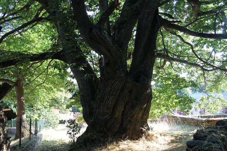 Árbol singular de San Juan de la Cuesta - Iberlobo on Bike