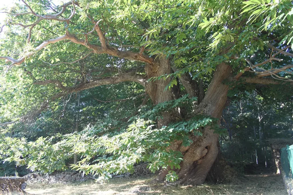 Árbol singular de San Juan de la Cuesta - Iberlobo on Bike