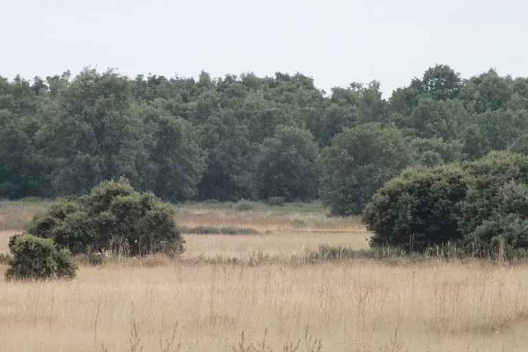 La Carbizona (Mahíde) - Iberlobo on Bike