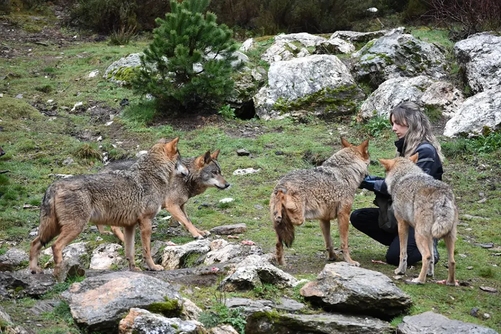 Centro del Lobo Ibérico de Castilla y León (Robledo) - Iberlobo on Bike