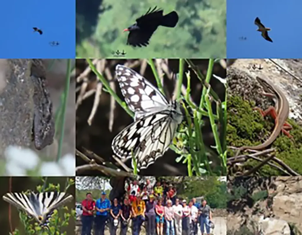 Observación e Interpretación Mariposas y Flora (Fermoselle) - Iberlobo on Bike