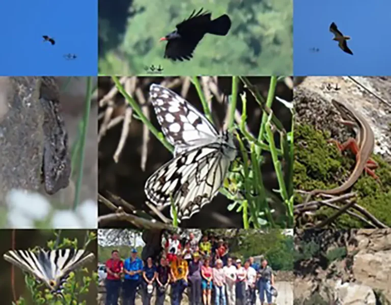 Observación e Interpretación Mariposas y Flora (Fermoselle) - Iberlobo on Bike