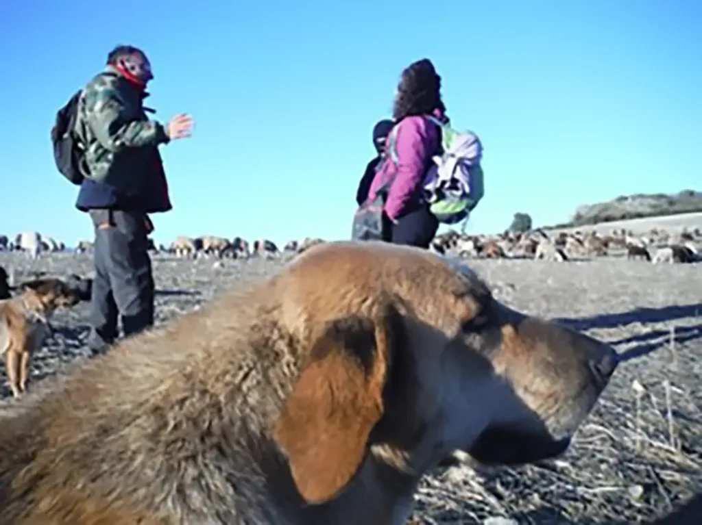 Pastor por 3 horas (El Poyo y San Vitero) - Iberlobo on Bike