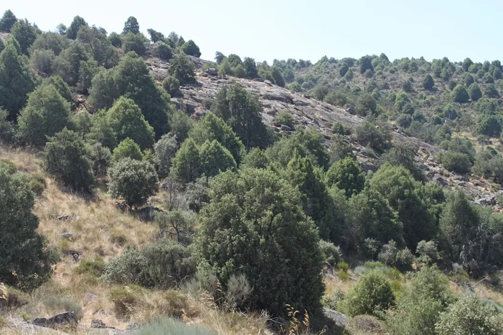 Sendero del Enebral de Cozcurrita - Iberlobo on Bike