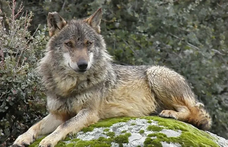 Tras la huella del lobo (avistamientos) - Iberlobo on Bike