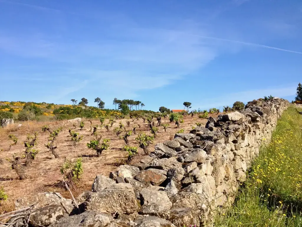 Experiencia Vitivinícola y Cata de Vinos en Terra de Miranda (Vila Chã da Braciosa) - Iberlobo on Bike