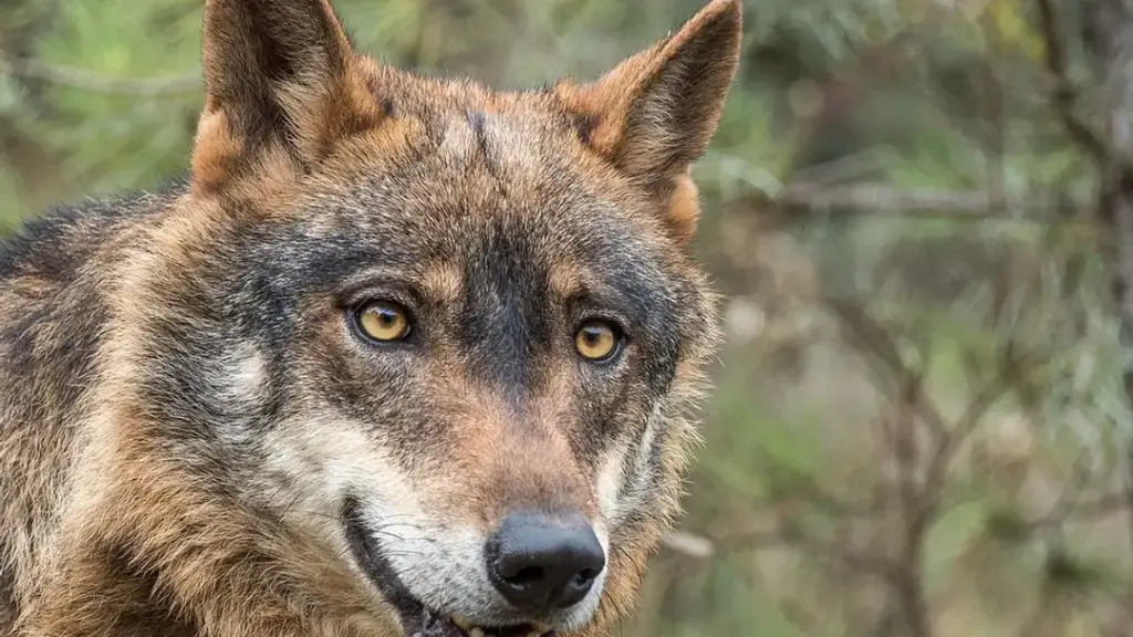 PR6 - VMS Rota do Lobo Ibérico - Iberlobo on Bike