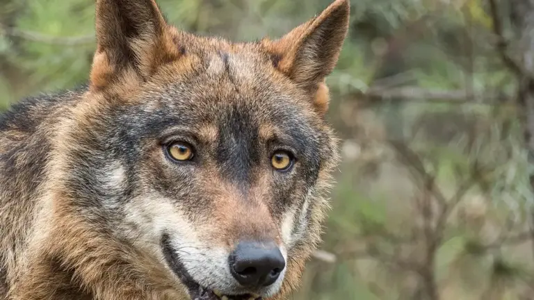 PR6 - VMS Rota do Lobo Ibérico - Iberlobo on Bike
