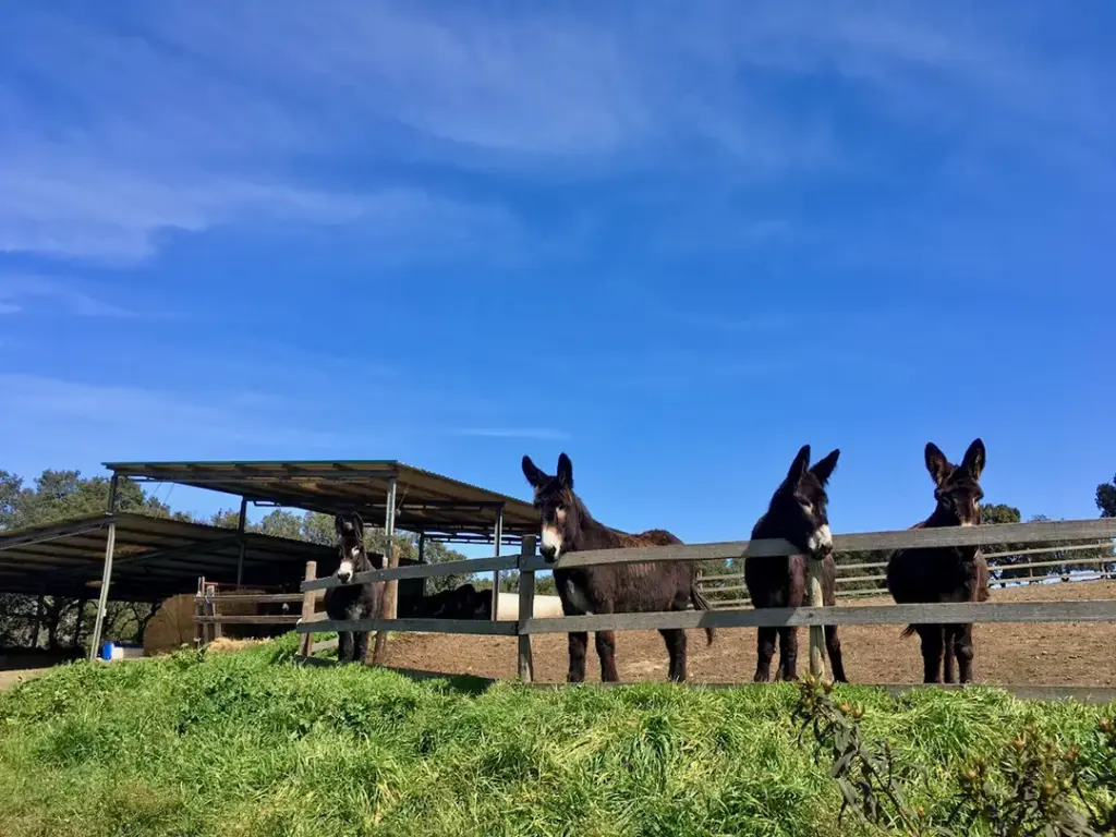Centro de Valorización del Burro de Miranda (Atenor) - Iberlobo on Bike