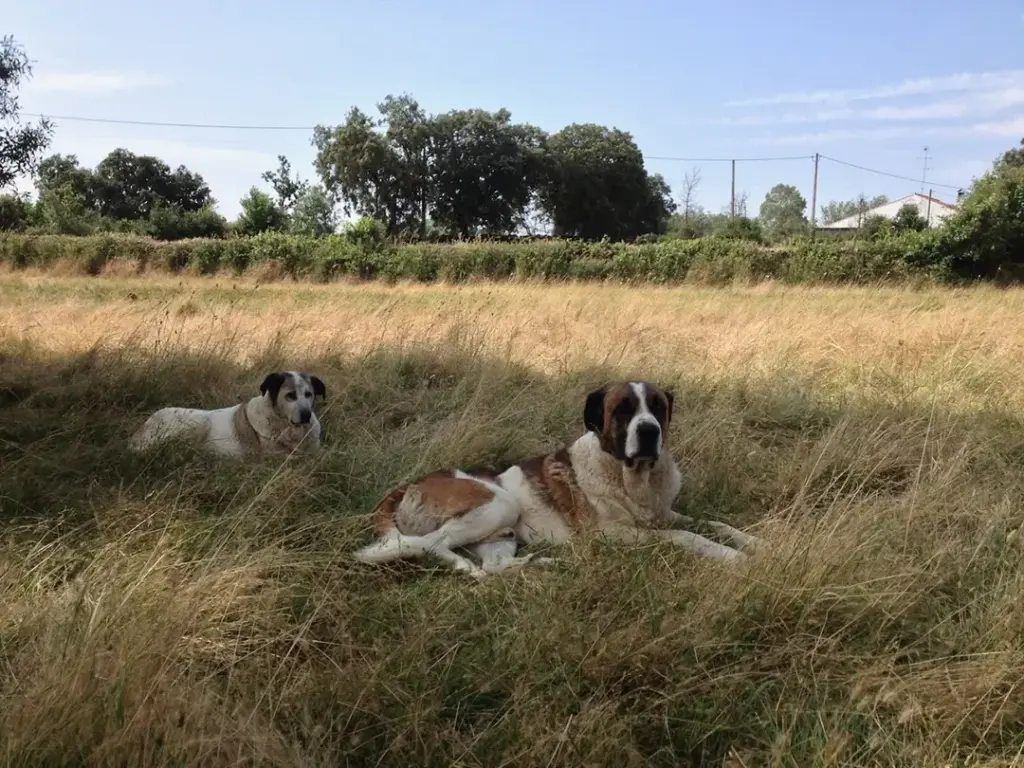 Razas autóctonas (Paradela) - Iberlobo on Bike
