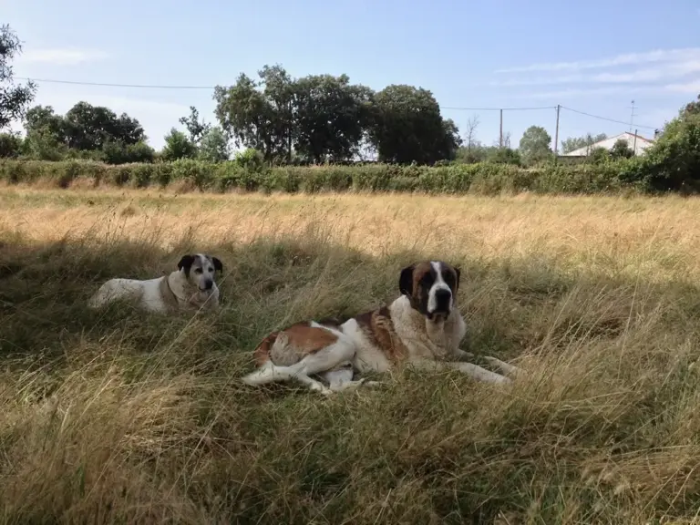 Razas autóctonas (Paradela) - Iberlobo on Bike