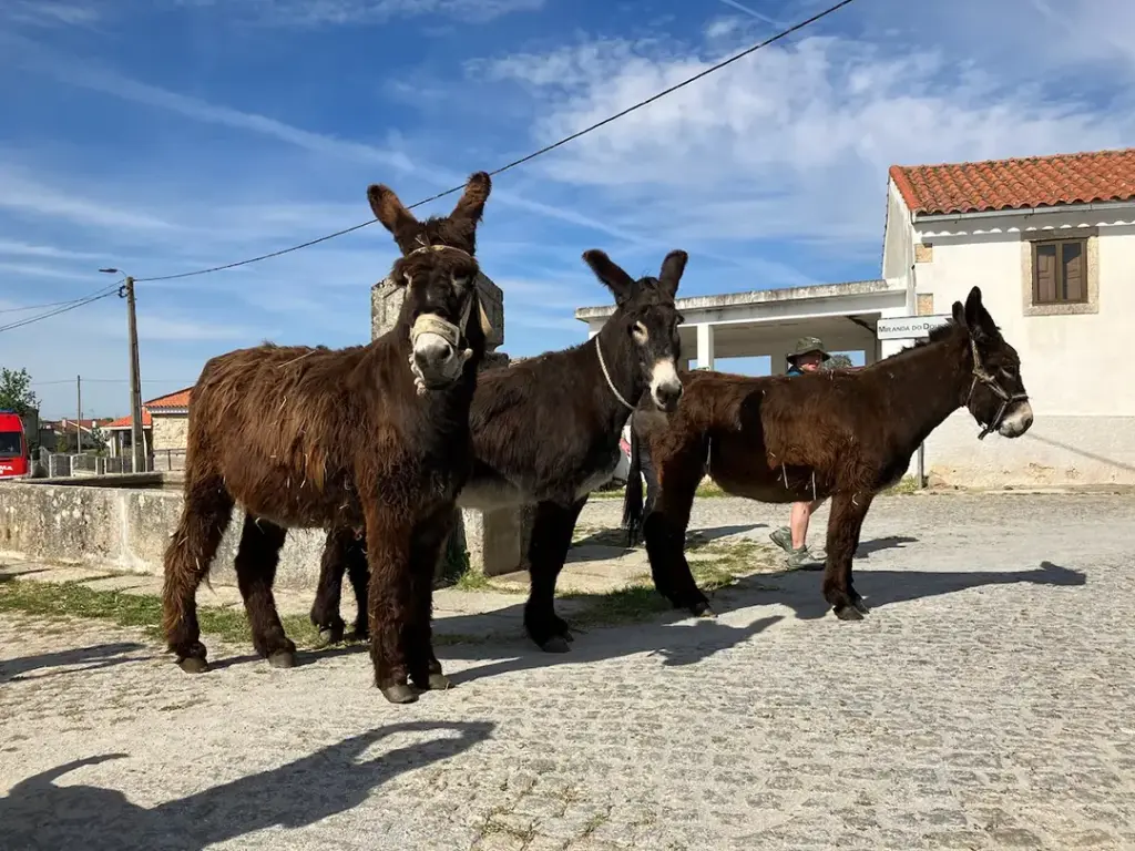 Razas autóctonas (Paradela) - Iberlobo on Bike